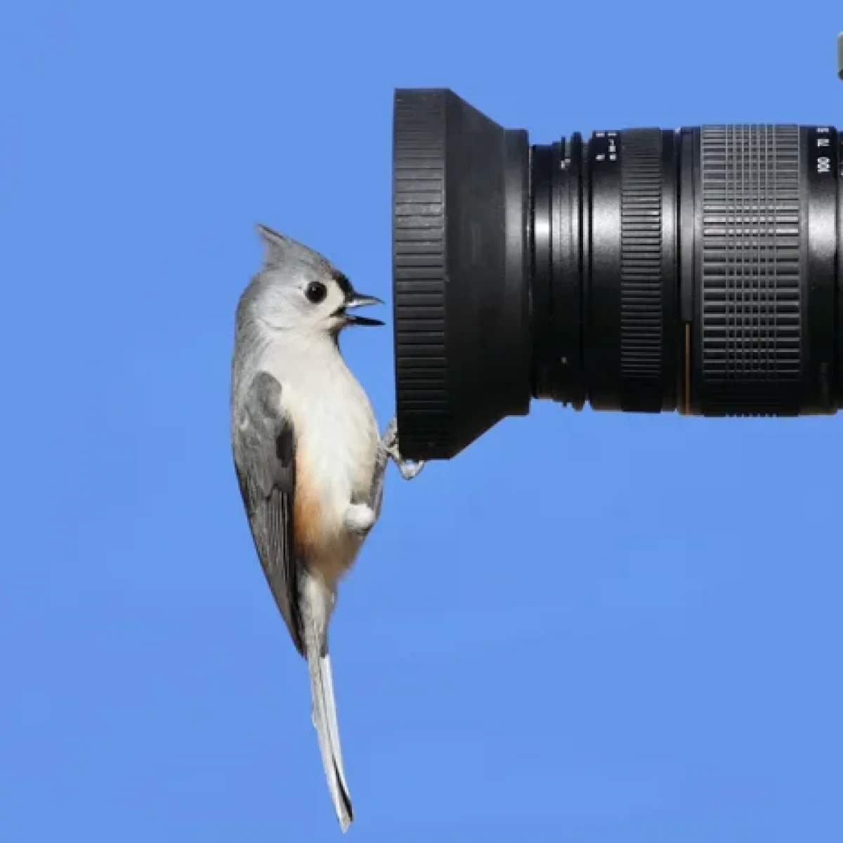Review The Best DSLR Cameras for Wildlife Photography Rent a Photo